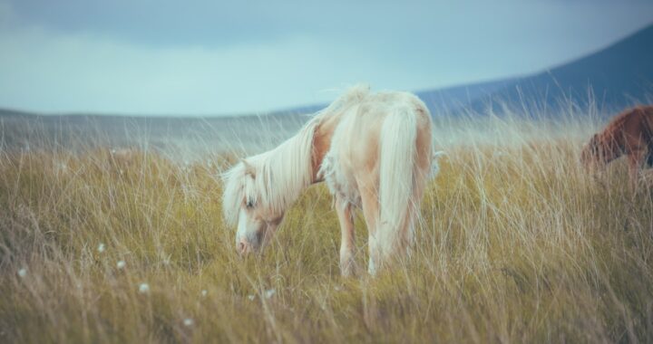 The Fascinating World of Animal Communication